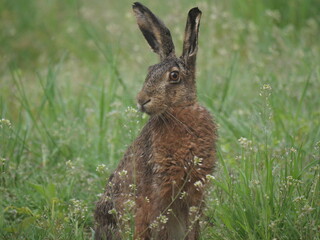 an adult hare close up