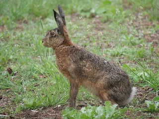 Fototapeten an adult hare close up © Stobbe