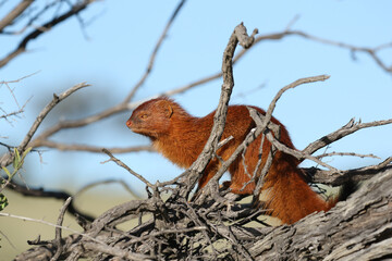 Slender Mongoose in the Kgalagadi Transfrontier Park, South Africa