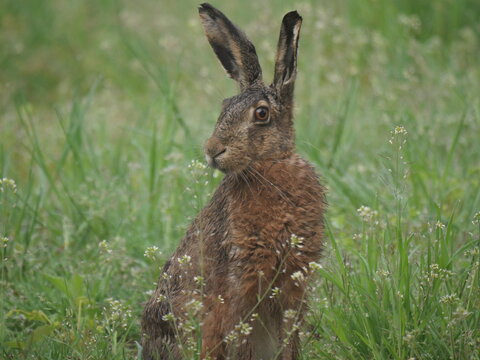 an adult hare close up