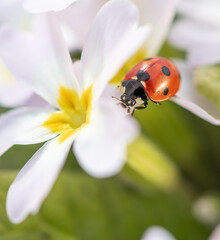 ladybug on daisy