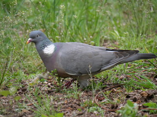 wood pigeon close up