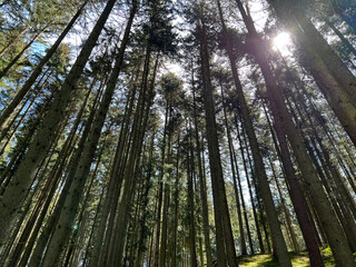 Wandern im Donaubergland