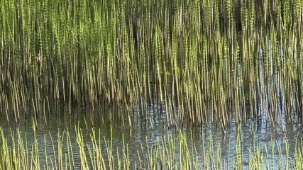 TRZCINA. RZEKA ZARASTAJĄCA TRZCINĄ. TRZCINOWISKO. © michalsen
