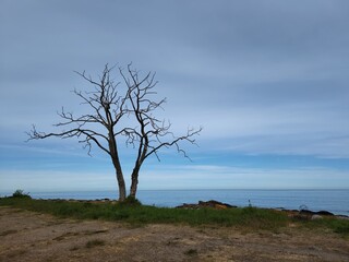 Fototapeta na wymiar Abgestorbener Baum an bornholms Küste