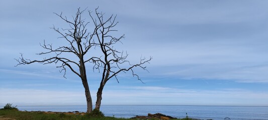 Blattloser Baum an der bretonischen Küste