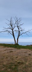 Fototapeta na wymiar Vertrockneter Baum an bornholms Küste