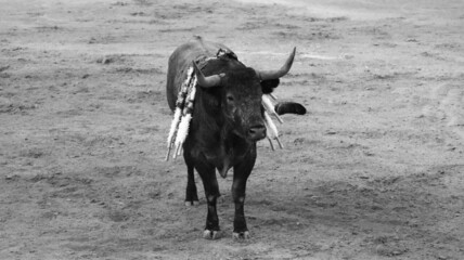 Corrida de Toros