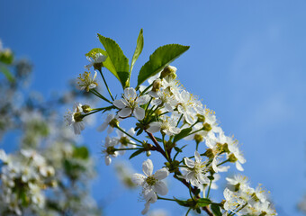 A sprig of cherry blossoms with white blooming flowers and a yellow core against a blue sky and other branches