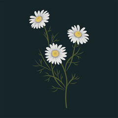 Chamomile. Wild flower. white summer flower
