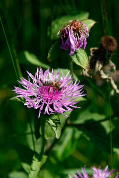 Honigbiene auf Flockenblume, Knapweed, Centaura, Thueringen, Deutschland, Europa  --
Honeybee on the knapweed, Centaura, Thuringia, Germany, Europe