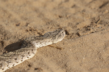 Puff Adder in the Kgalagadi Transfrontier Park, South Africa