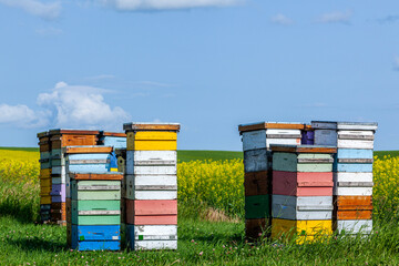 Beehives in a farm field, Pembina Valley, Manitoba, Canada.	