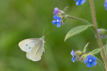 Small white, or cabbage white butterfly (Pieris rapae) in flight. Beautiful British butterfly...