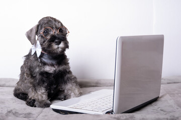 Smart little miniature schnauzer puppy in glasses and a tie is typing on a laptop on a white background. Online learning