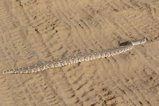 Puff Adder in the Kgalagadi Transfrontier Park, South Africa