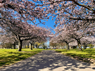 Dawson Park, Dundee, Scotland