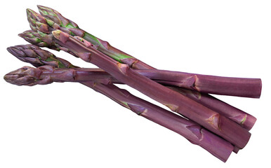 Purple Asparagus sticks isolated on white background. Fresh asparagus vegetables closeup.