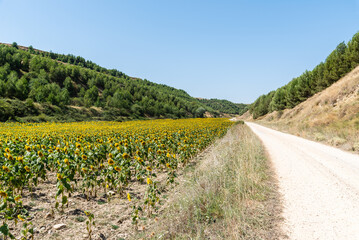 Fototapeta na wymiar Road through sunflower field and blue sky at summertime. Sunflower natural background. La Bureba, Burgos, Spain
