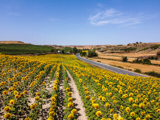 Aerial drone view of field of sunflowers during summer sunny day with blue sky. Sunflower natural background. La Bureba, Burgos, Spain