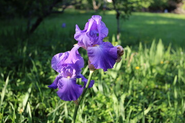 Iris mauve en fleur au printemps, ville de Civray, département de la Vienne, France