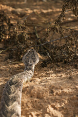 Puff Adder in the Kgalagadi Transfrontier Park, South Africa