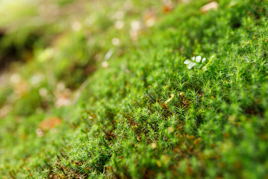 Polytrichum commune, great golden maidenhair, common haircap moss, Close up shot