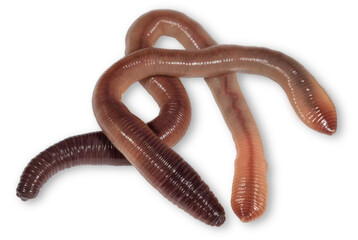 Wriggling earthworms on white background