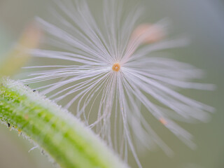daisy with dew drops