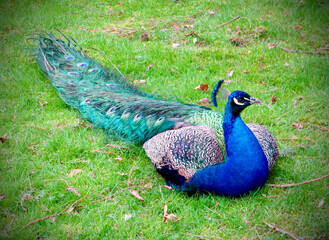 Fototapeta premium Peacock