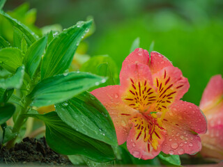 pink flower in the garden