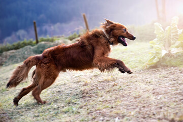 basque shepherd sheepdog running and jumping in the garden at dawn