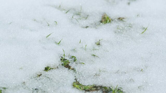 Agricultural plants under snow, concept of food industry. Harvest in the cold. Bokeh. Time lapse.