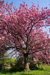 Pink flowering tree over nature background - Spring tree -  Spring Background. Closeup view o flower cherry blossoms, prunus serrulata