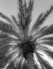 Palm Trees Black and White, Miami Beach, Miami, Florida, USA