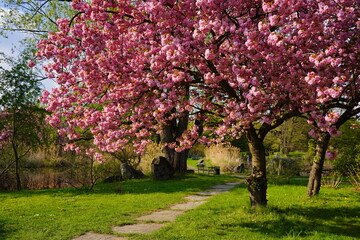 Pink flowering tree over nature background - Spring tree -  Spring Background. Closeup view o flower cherry blossoms, prunus serrulata - obrazy, fototapety, plakaty