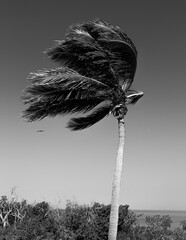 Palm Tree in Black & White, Miami Beach, Miami, Florida, USA