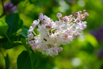 Blooming lilac flower - beautiful fragrant lilac - soft focus