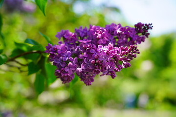 Blooming lilac flower - beautiful fragrant lilac - soft focus
