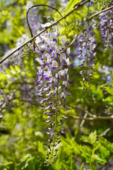 Wisteria( Wisteria sinensis Sweet) - beautiful flowering decorative shrubs. Wisteria blooming in spring  garden 