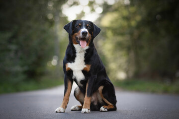 Amazing Appenzeller Sennenhund dog breed portrait