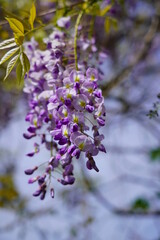 Wisteria( Wisteria sinensis Sweet) - beautiful flowering decorative shrubs. Wisteria blooming in spring  garden 