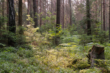 Coniferous stand of Bialowieza Forest in sunrise