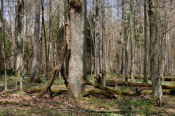Deciduous tree stand with hornbeams and oaks