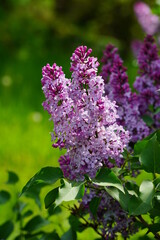 Obraz premium Blooming lilac flower - beautiful fragrant lilac - soft focus