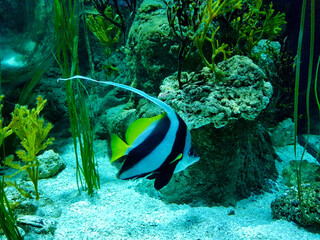 Moorish Fish