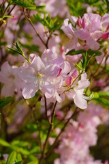 Azalea , blooming rhododendron ,  - beautiful flowering decorative shrubs