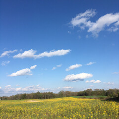 Obraz premium yellow field and sky