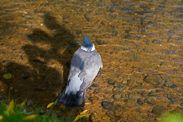 pigeon in park in Odense