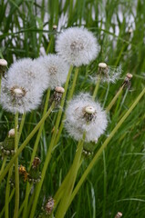 Faded white fluffy dandelion flower on a background of green grass .